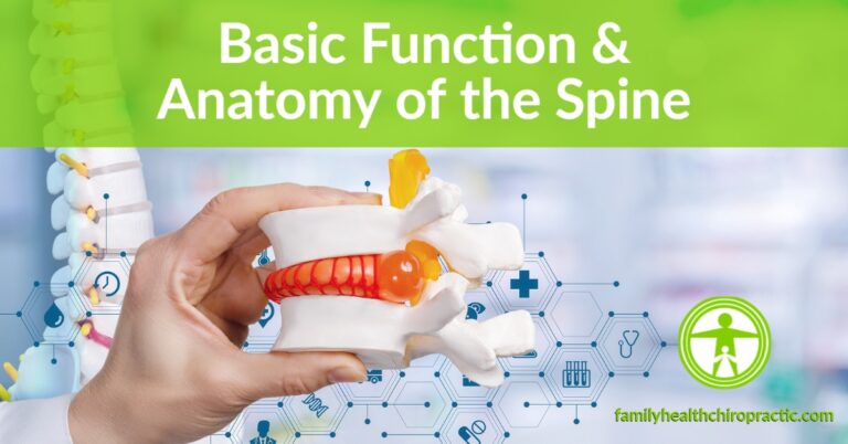 Basic Function and Anatomy of the Human Spine