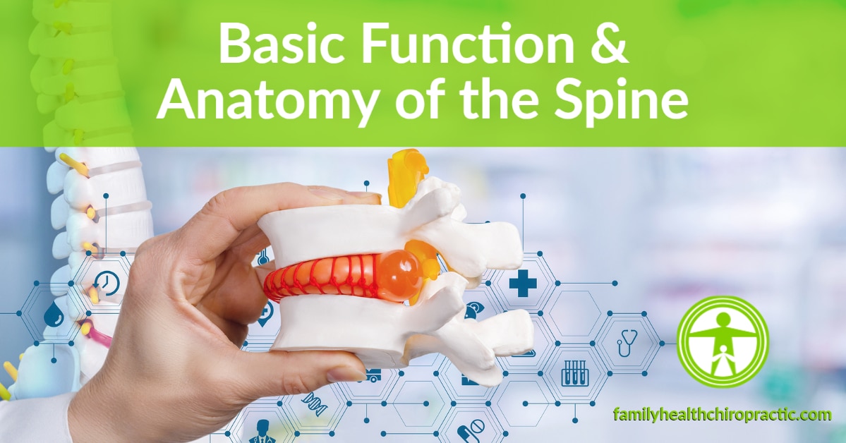 Basic Function and Anatomy of the Human Spine