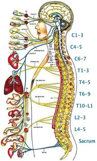 Austin Chiropractor Spine Chart