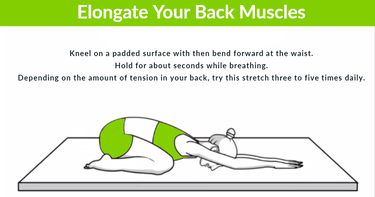 Elongate back muscles