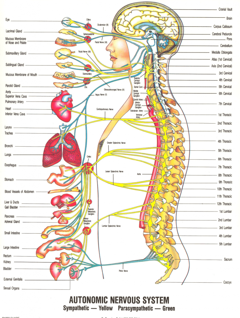 Nerve chart Page 2 e1505742925608 775x1024