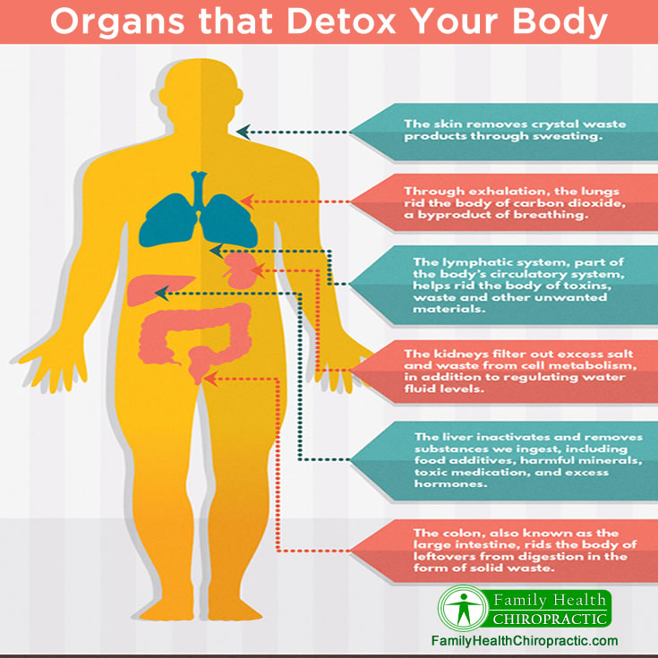Organs that detox your body
