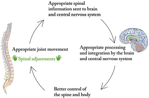 Spine health good