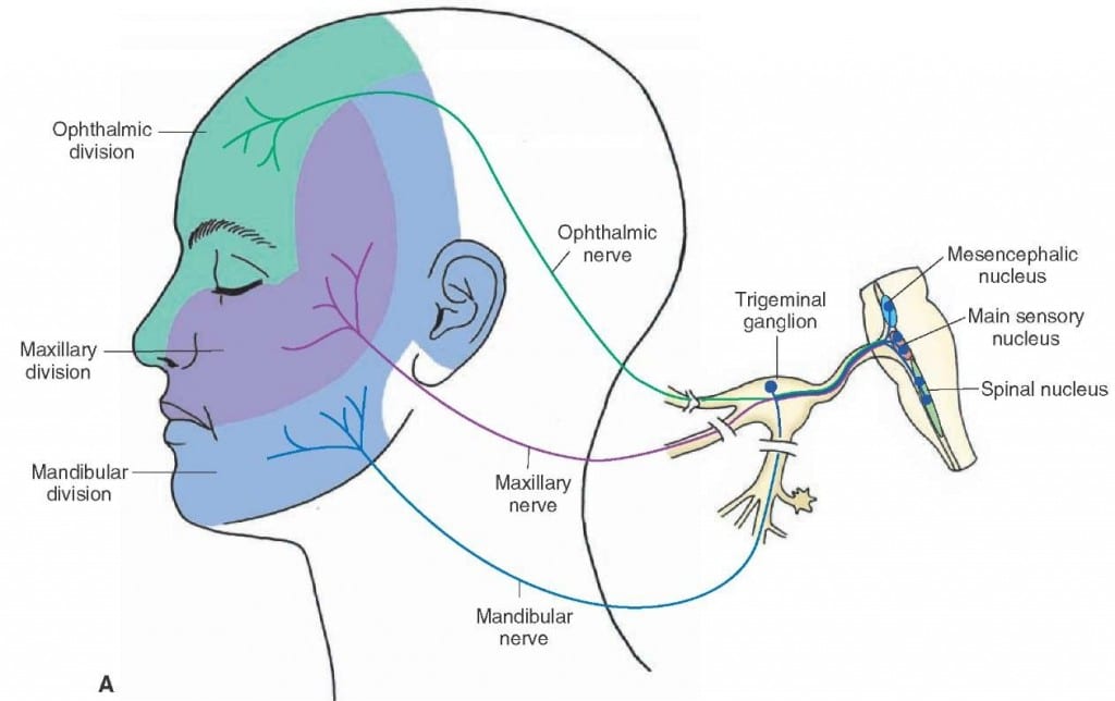 Trigeminal nerve cluster headache 1024x644