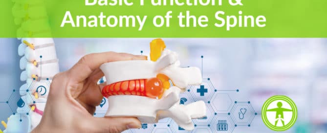 Basic Function and Anatomy of the Human Spine