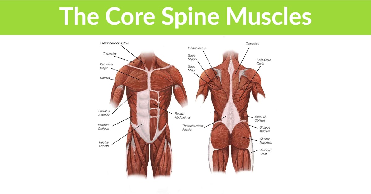 Core Spine Muscles
