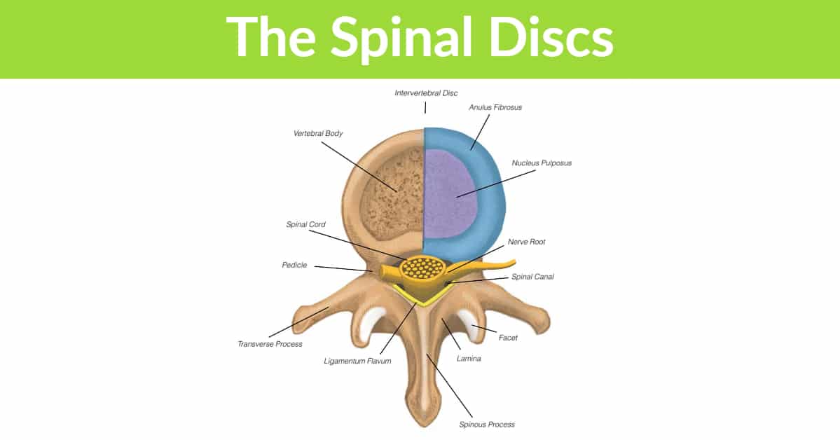 Spine Discs
