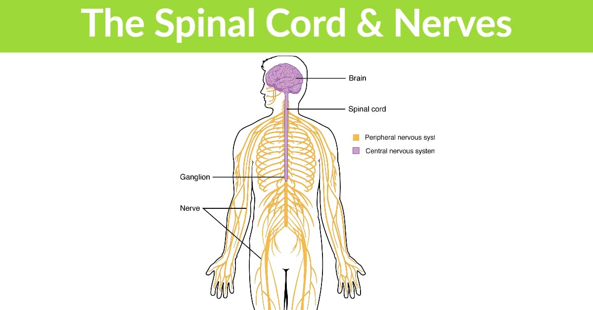 The Spinal Cord and Nerves