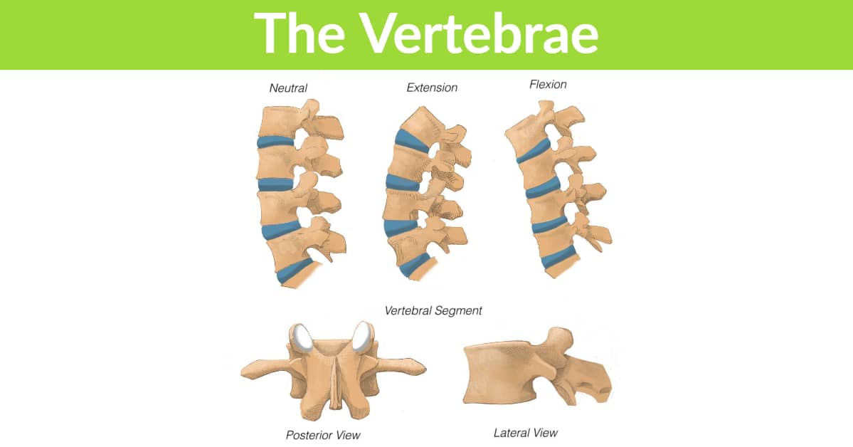 The Vertebrae