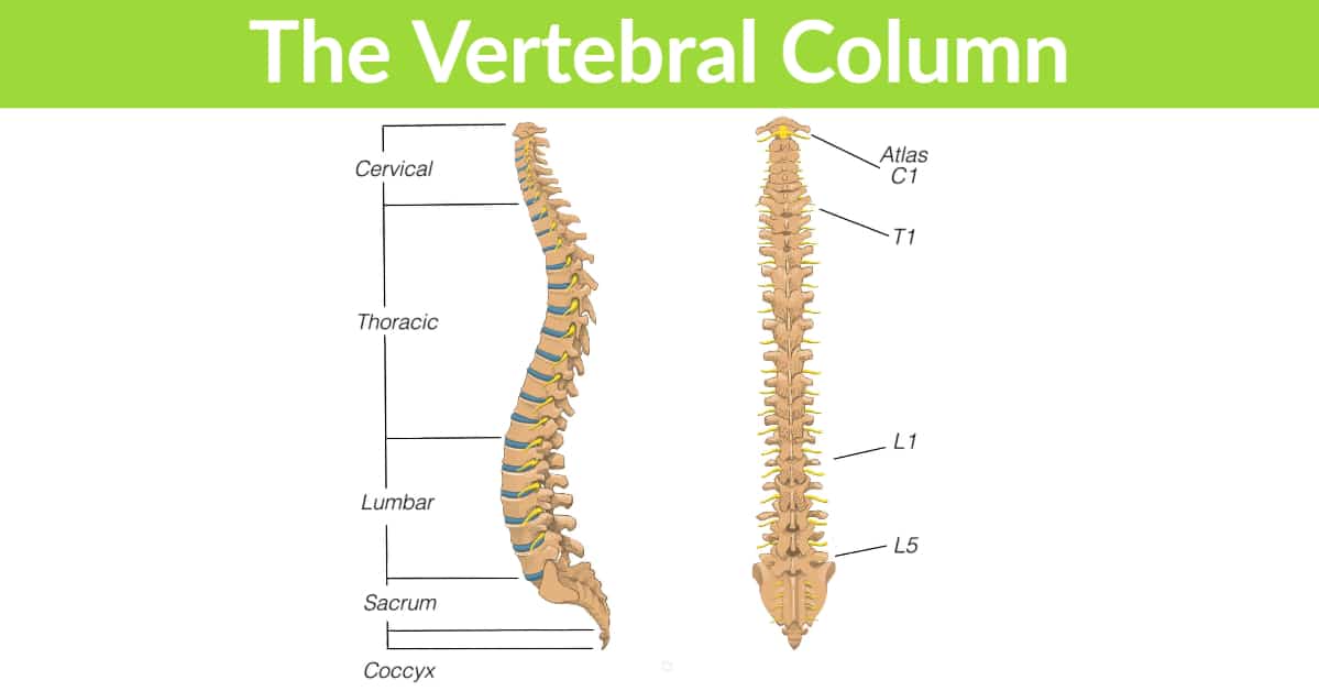 The Vertebral Column