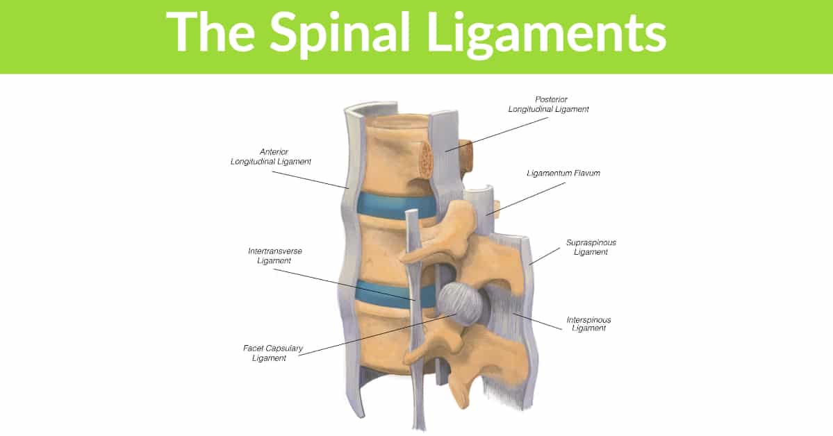 The spinal ligaments