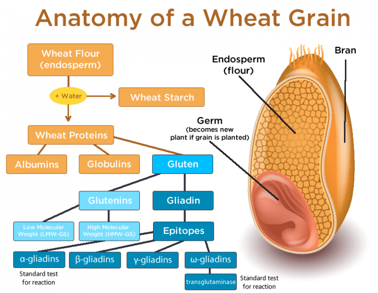 wheat contains gluten