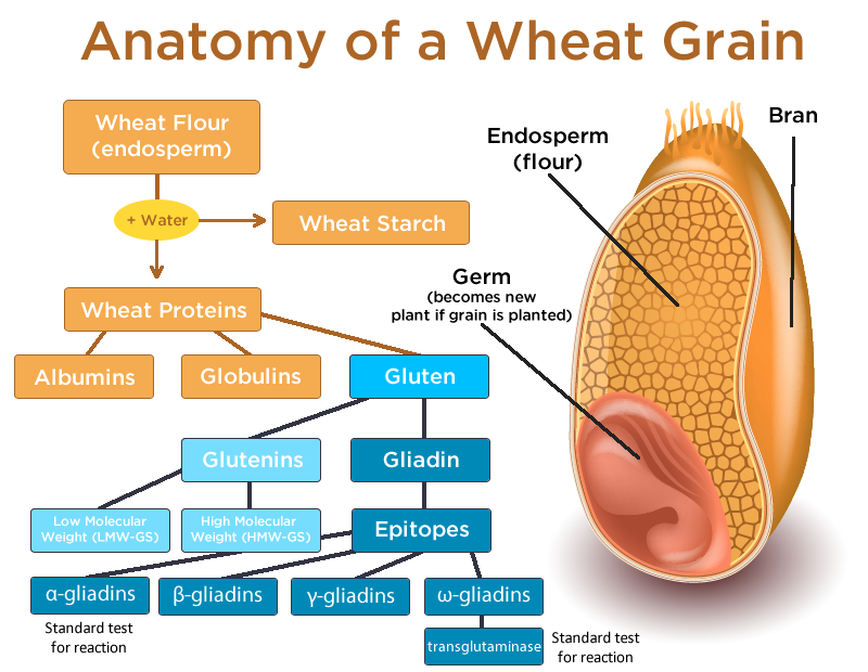 anatomy-of-a-wheat-grain-fw