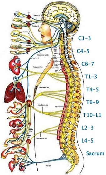 austin-Chiropractor-Spine-Chart