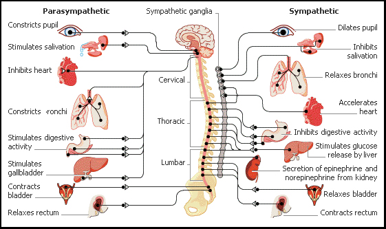 chiropractic care for pain