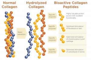 collagen peptide size chiropractor austin texas