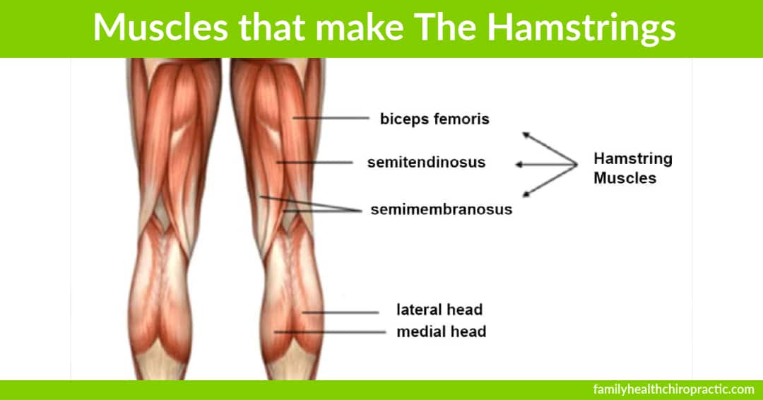 hamstring muscles