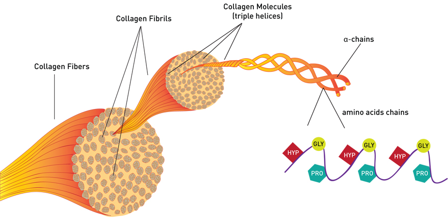 what is collagen