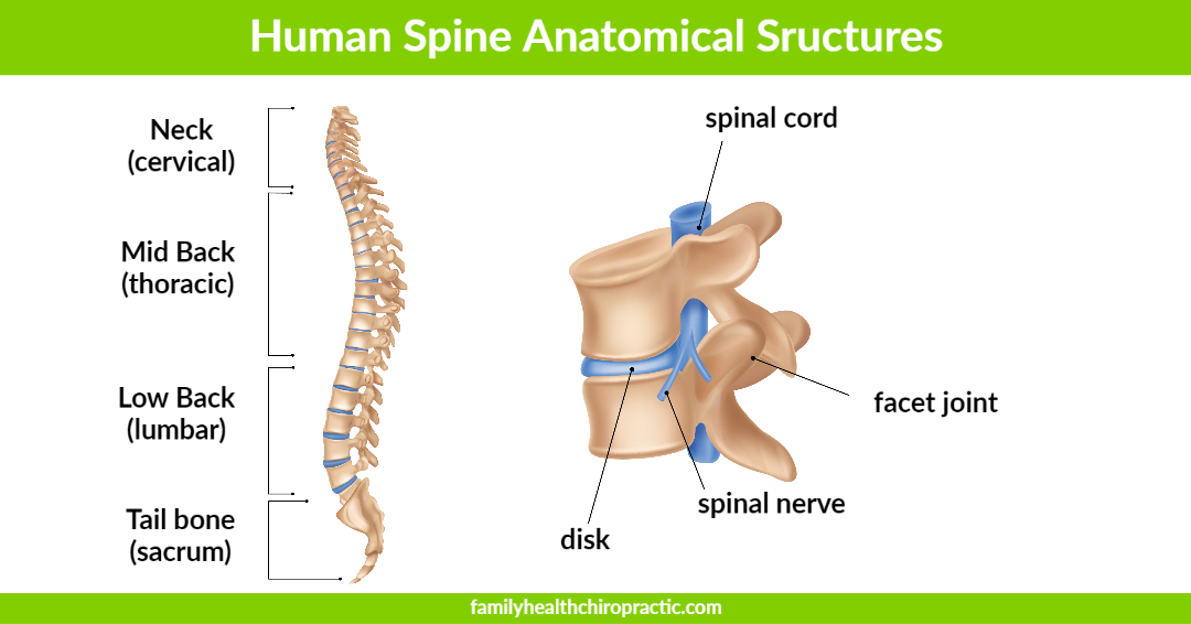human spine structure and anatomy
