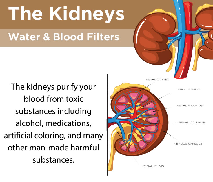 kidneys-purify-blood-and-water