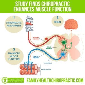 muscle brain function