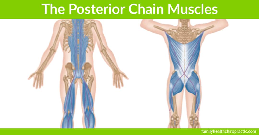 posterior chain muscles