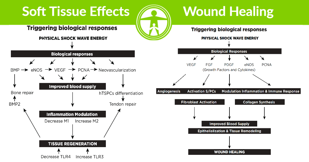 shock wave tissue effects