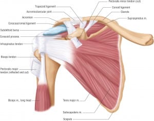 muscles of the shoulder