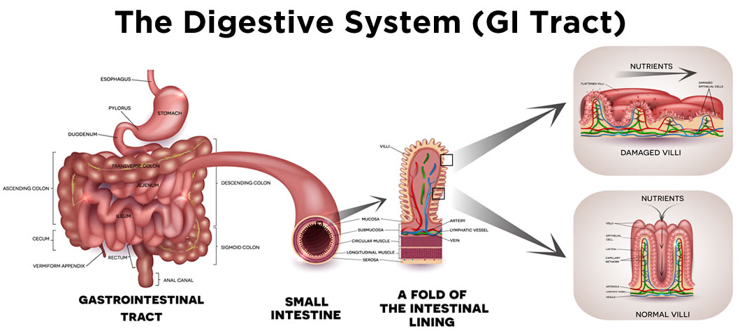 the-digestive-system