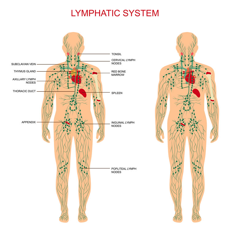 the-lymphatic-system